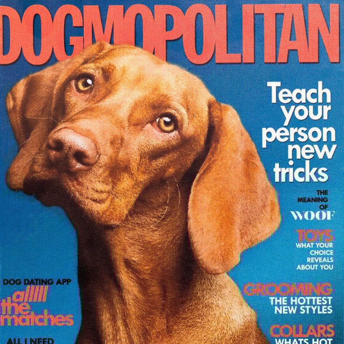 Dogmopolitan Book Box Detail