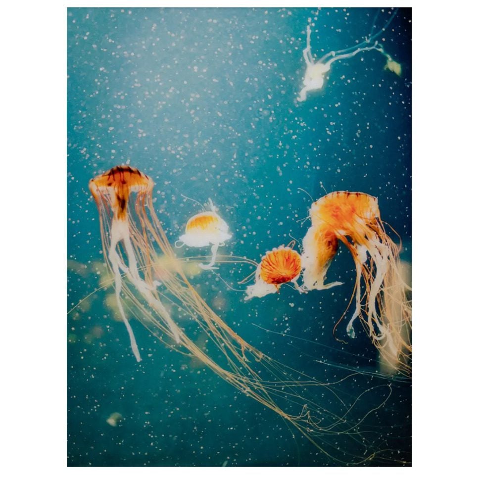 Jellyfish Glass Wall Art