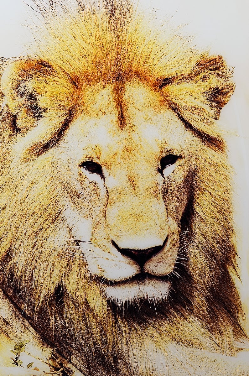 Golden Lion Glass Wall Art