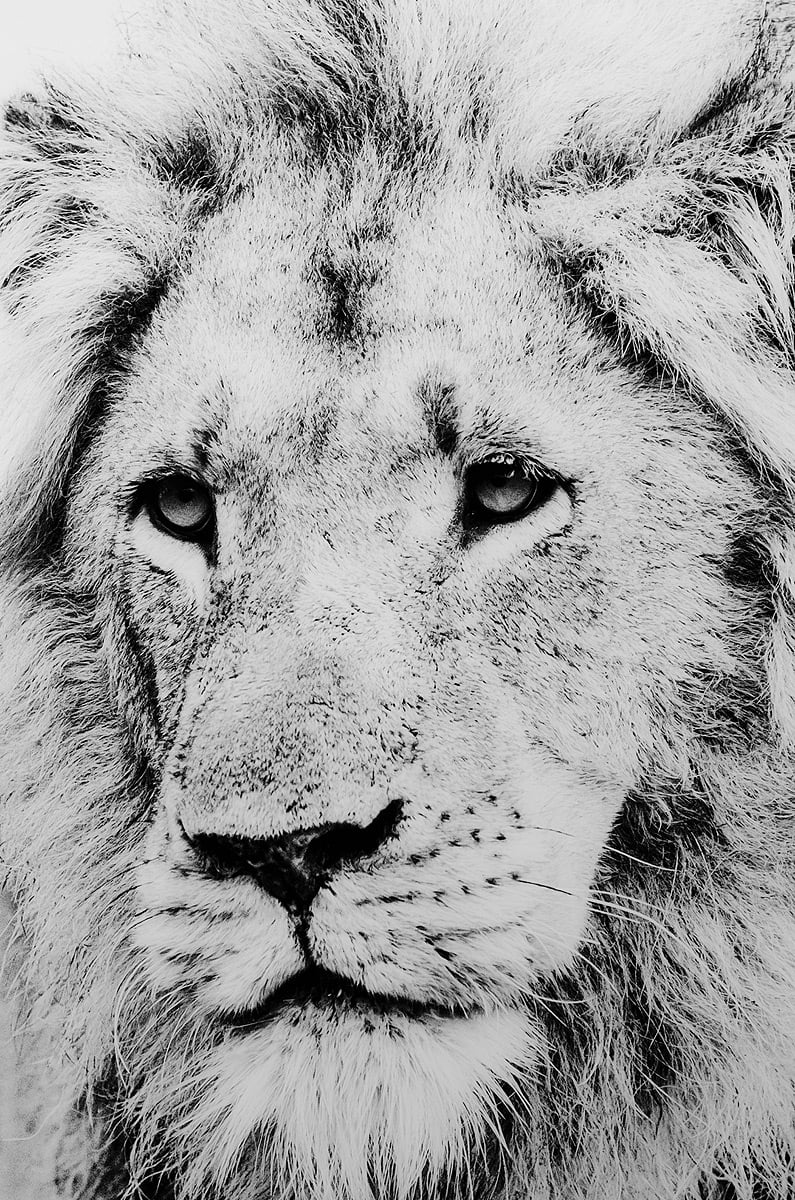 Black and White Lion Glass Wall Art