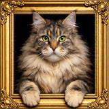 Pet Illusion Artwork