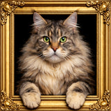 Velvet Illusion Beyond the Frame Artwork Collection