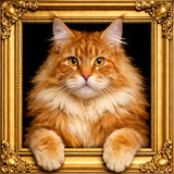 Velvet Illusion Beyond the Frame Artwork Collection