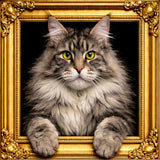 Velvet Illusion Beyond the Frame Artwork Collection