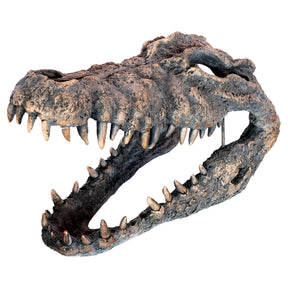Crocodile Skull Sculpture – Sculpture by Febland