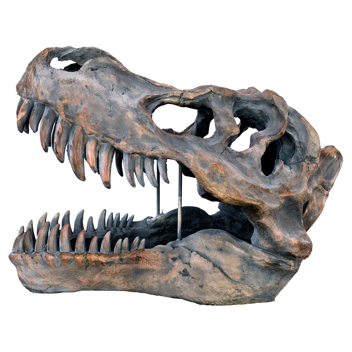 Dinosaur Skull Sculpture