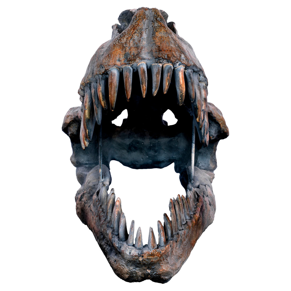 Dinosaur Skull Sculpture