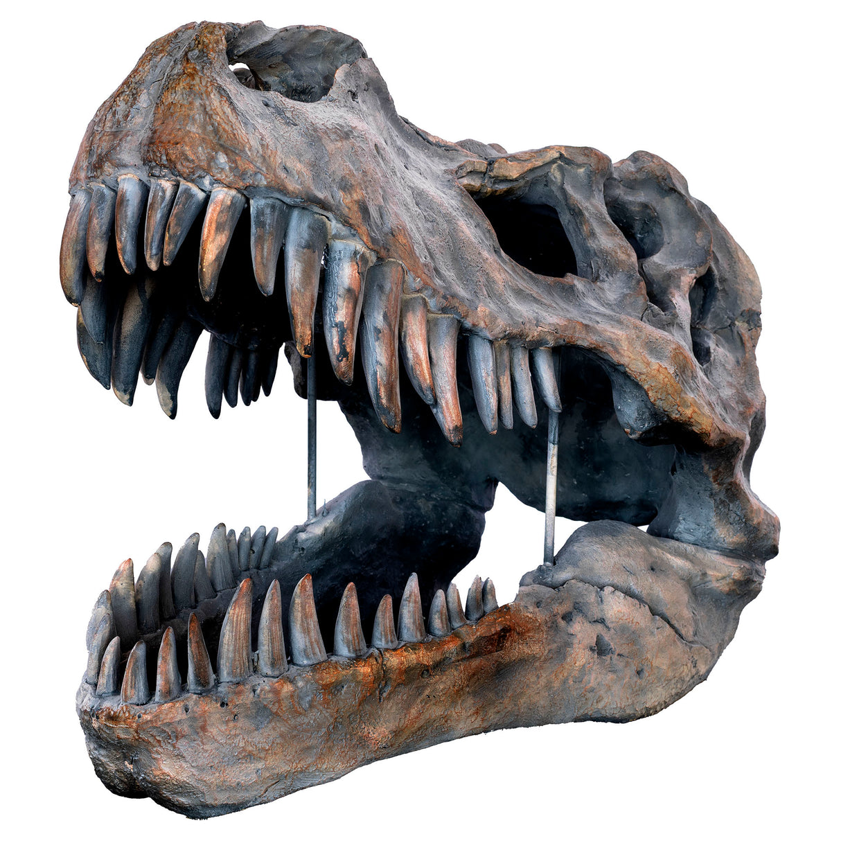 Dinosaur Skull Sculpture