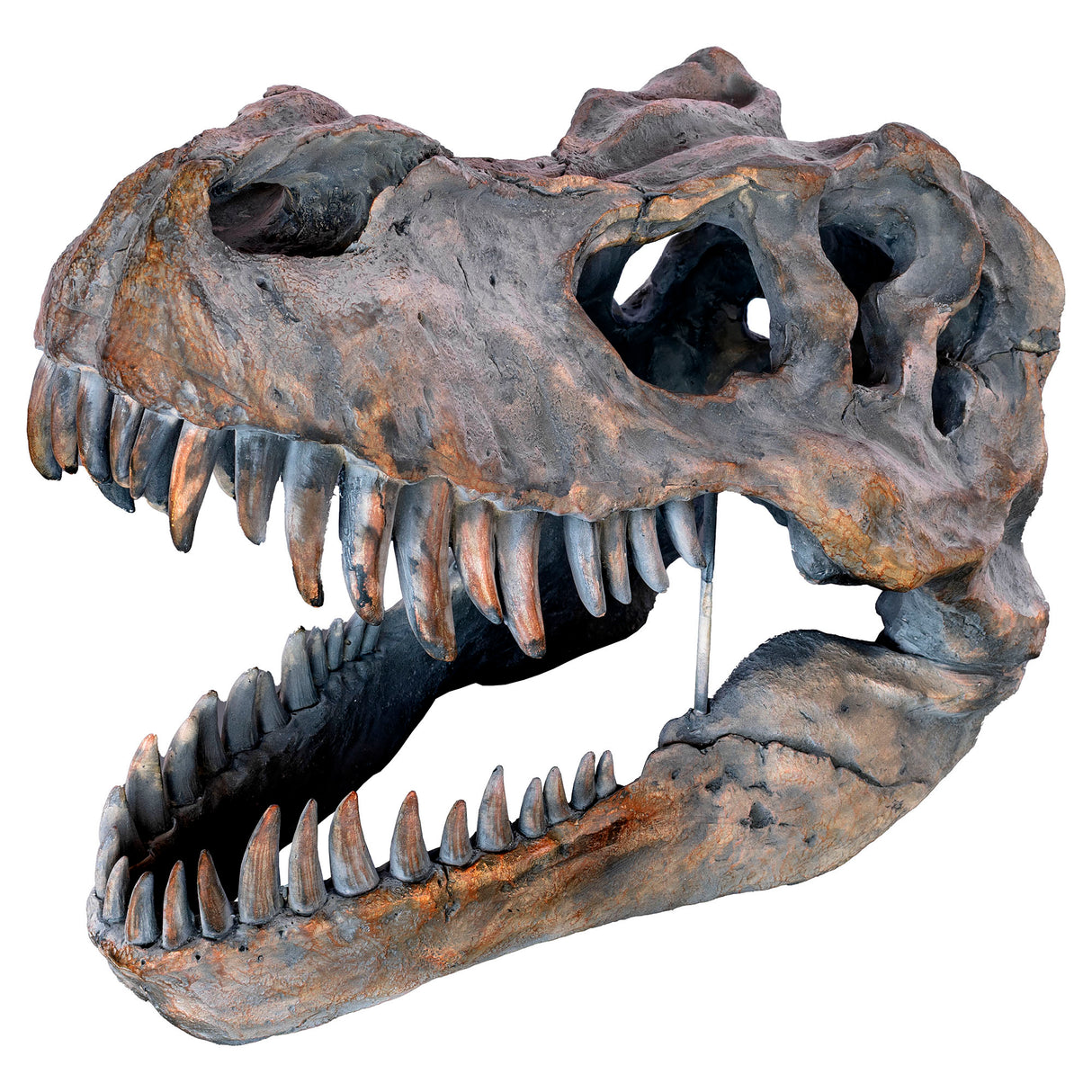 Dinosaur Skull Sculpture