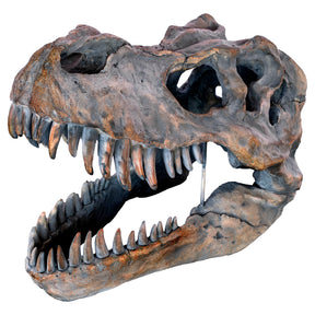 Dinosaur Skull Sculpture – Sculpture by Febland