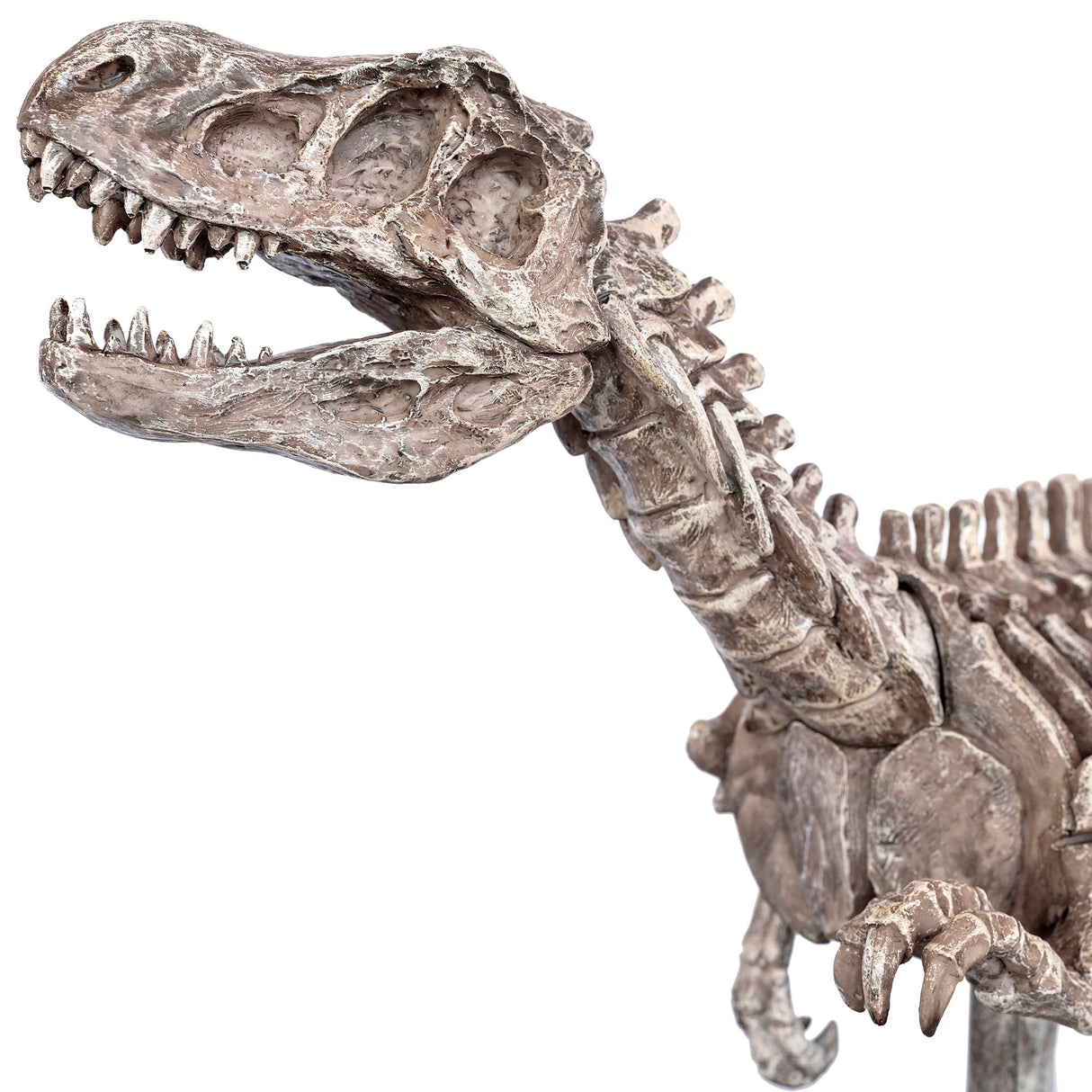 Dinosaur Skeleton Sculpture