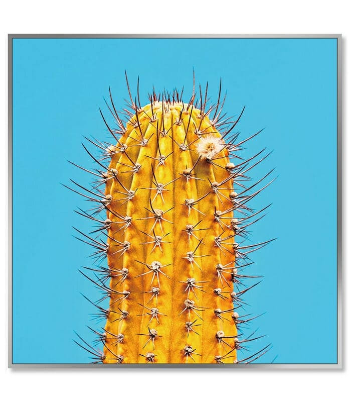Colourful Cactus Wall Art