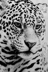 Black and White Leopard Glass Wall Art