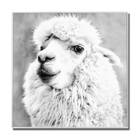 Alpaca Glass Wall Art – Wall Art by Febland