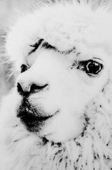 Alpaca Glass Wall Art