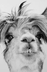 Llama Glass Wall Art